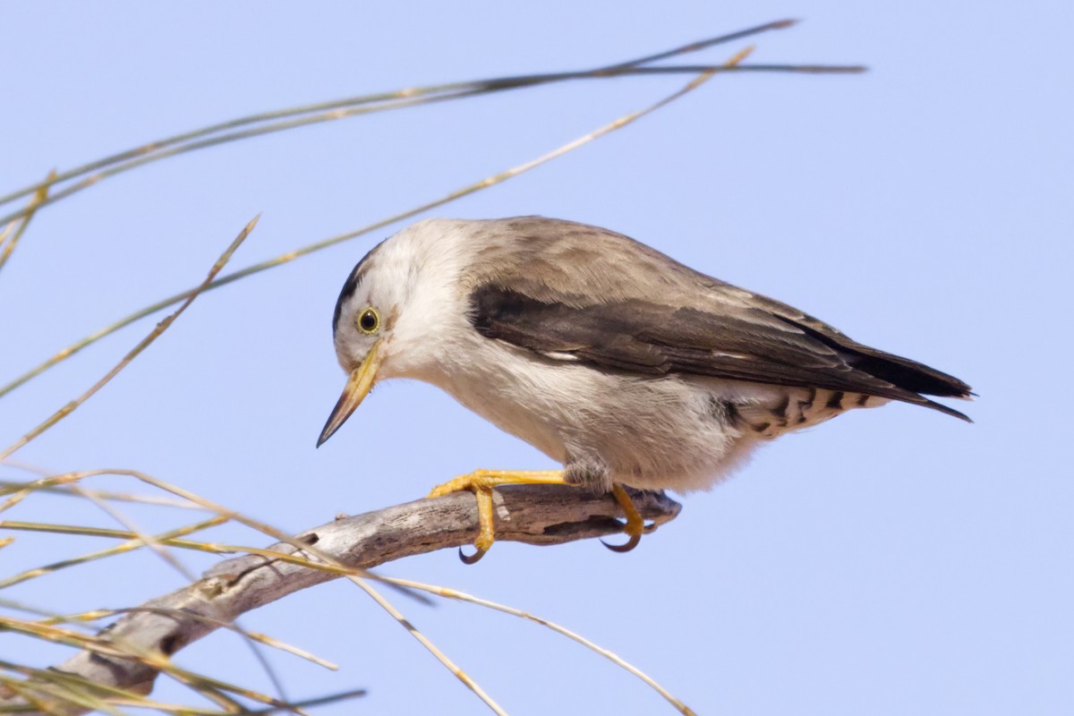 Varied Sittella - ML638780054