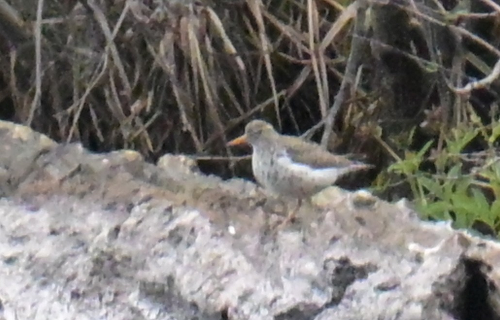 Spotted Sandpiper - ML638780073