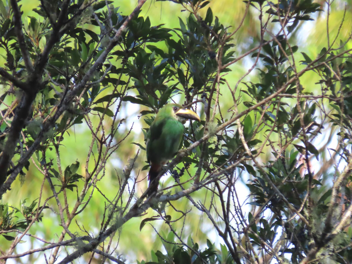 Northern Emerald-Toucanet - ML638780086