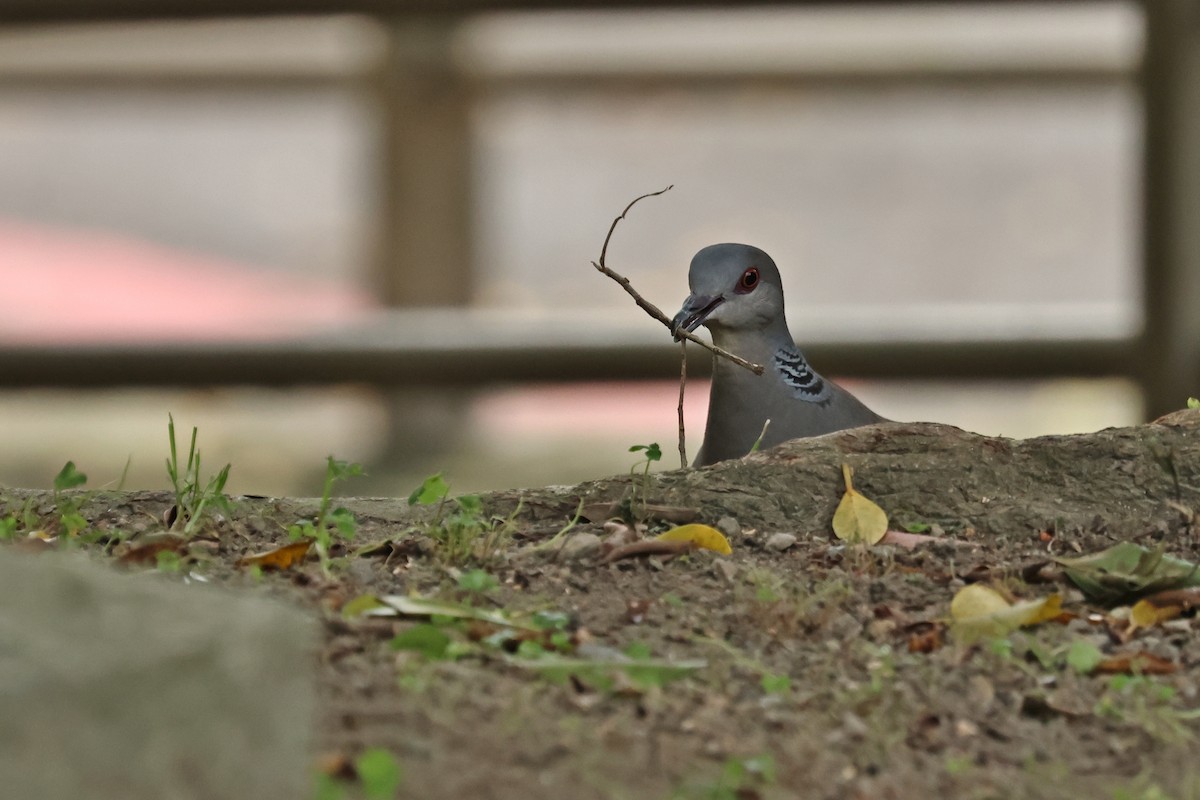 Oriental Turtle-Dove - ML638780087