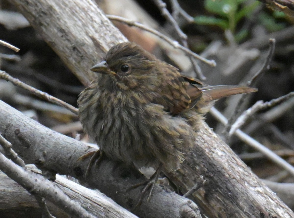 Song Sparrow - ML638780089