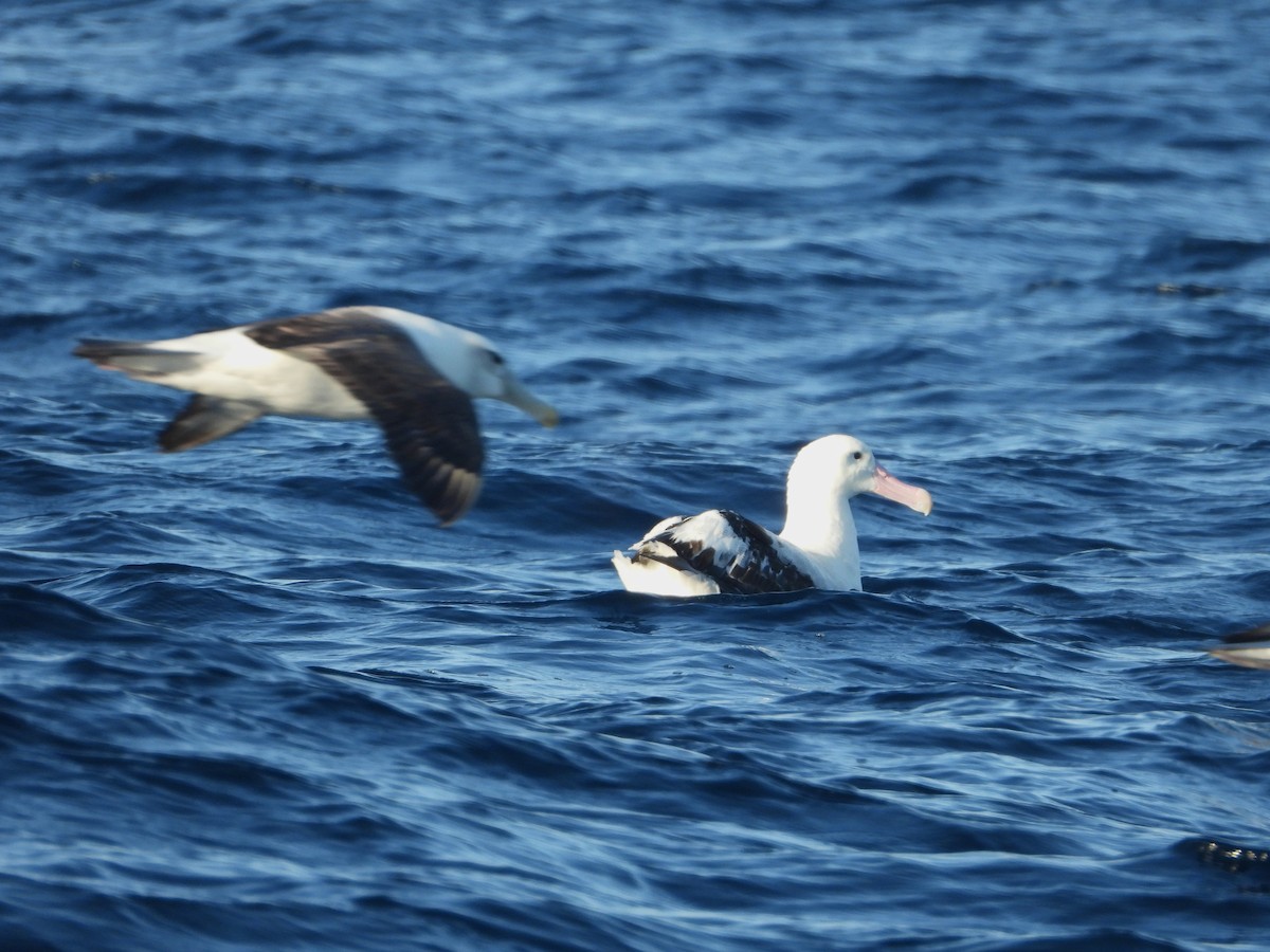 Antipodean Albatross (Gibson's) - ML638780091