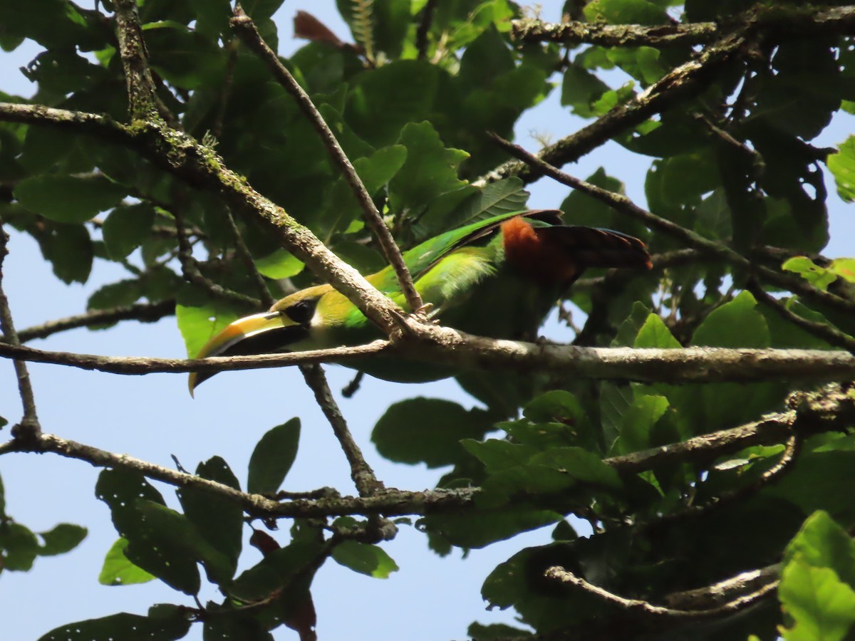 Northern Emerald-Toucanet - ML638780092
