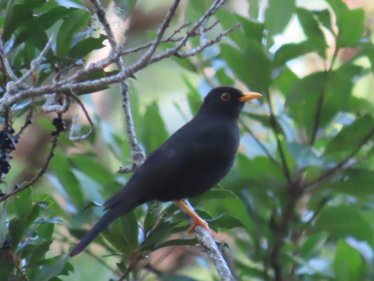 Black Thrush - ML638780096