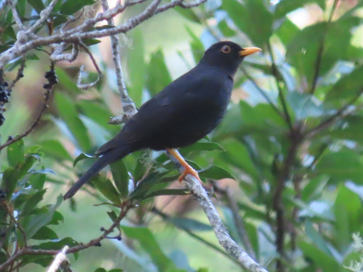 Black Thrush - ML638780101