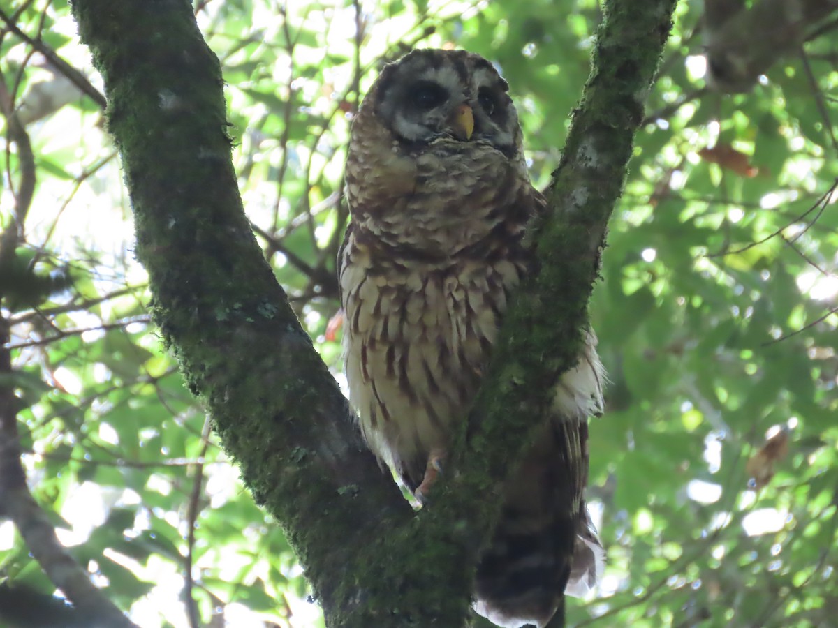 Fulvous Owl - ML638780106