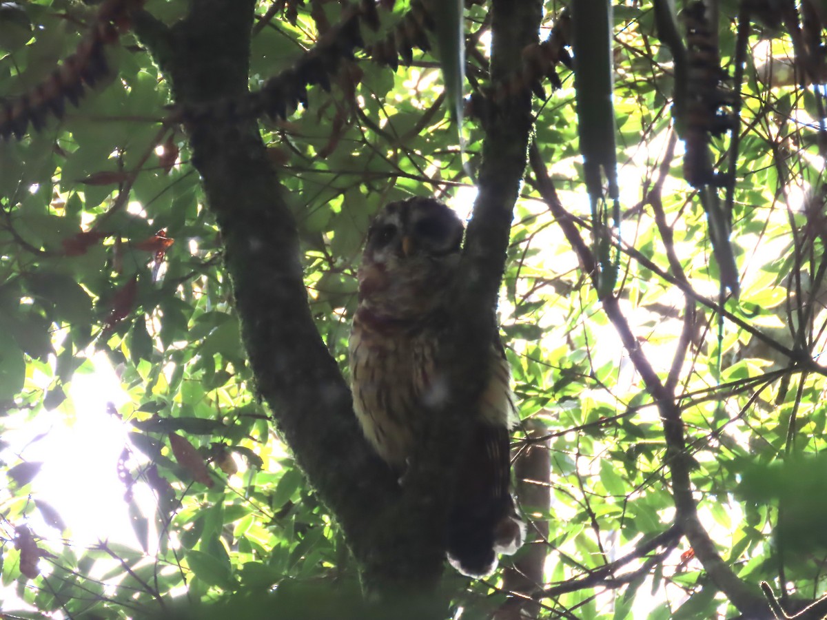 Fulvous Owl - ML638780119