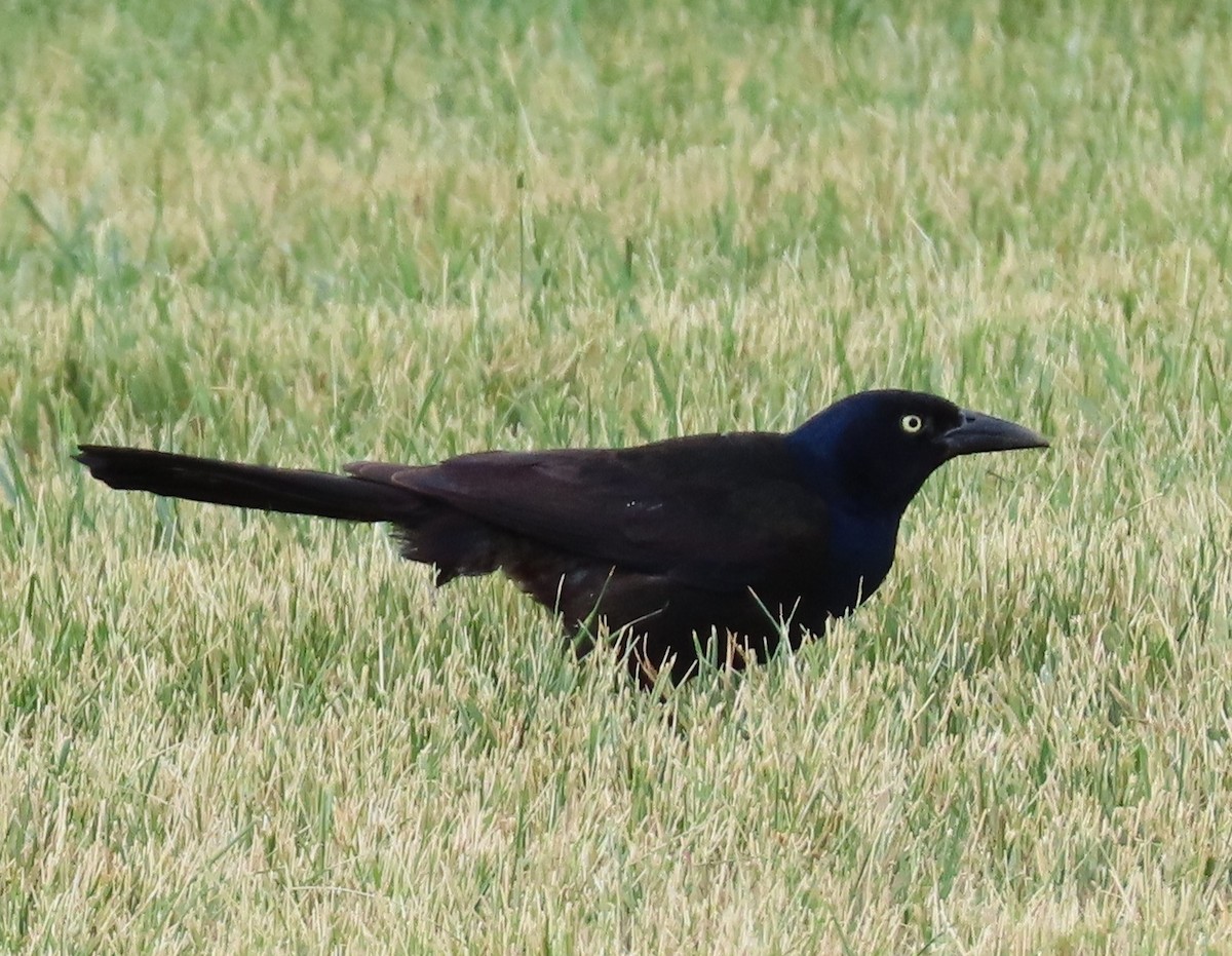 Common Grackle - ML638780125
