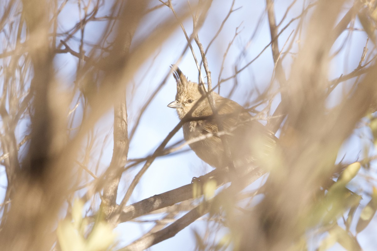 Chiming Wedgebill - ML638780141