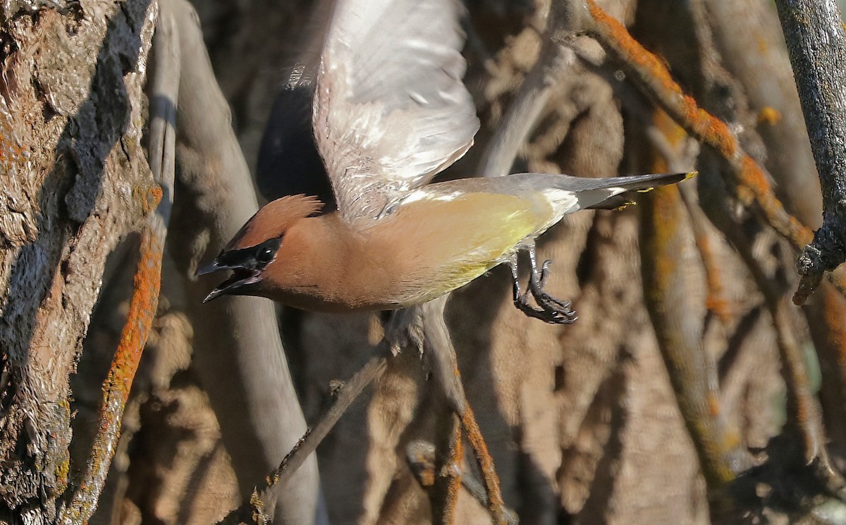 Cedar Waxwing - ML638780142
