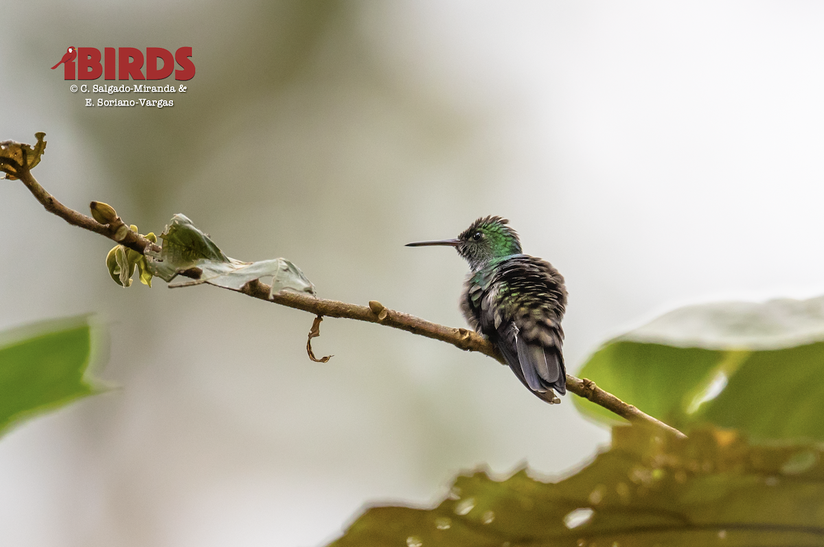 Blue-chested Hummingbird - ML638780164