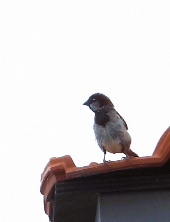 House Sparrow - ML638780165