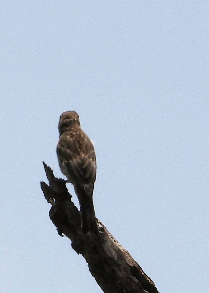 House Finch - ML638780174