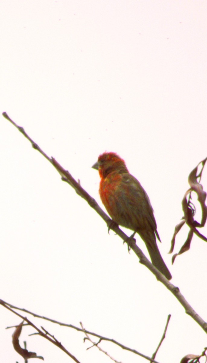 House Finch - ML638780175