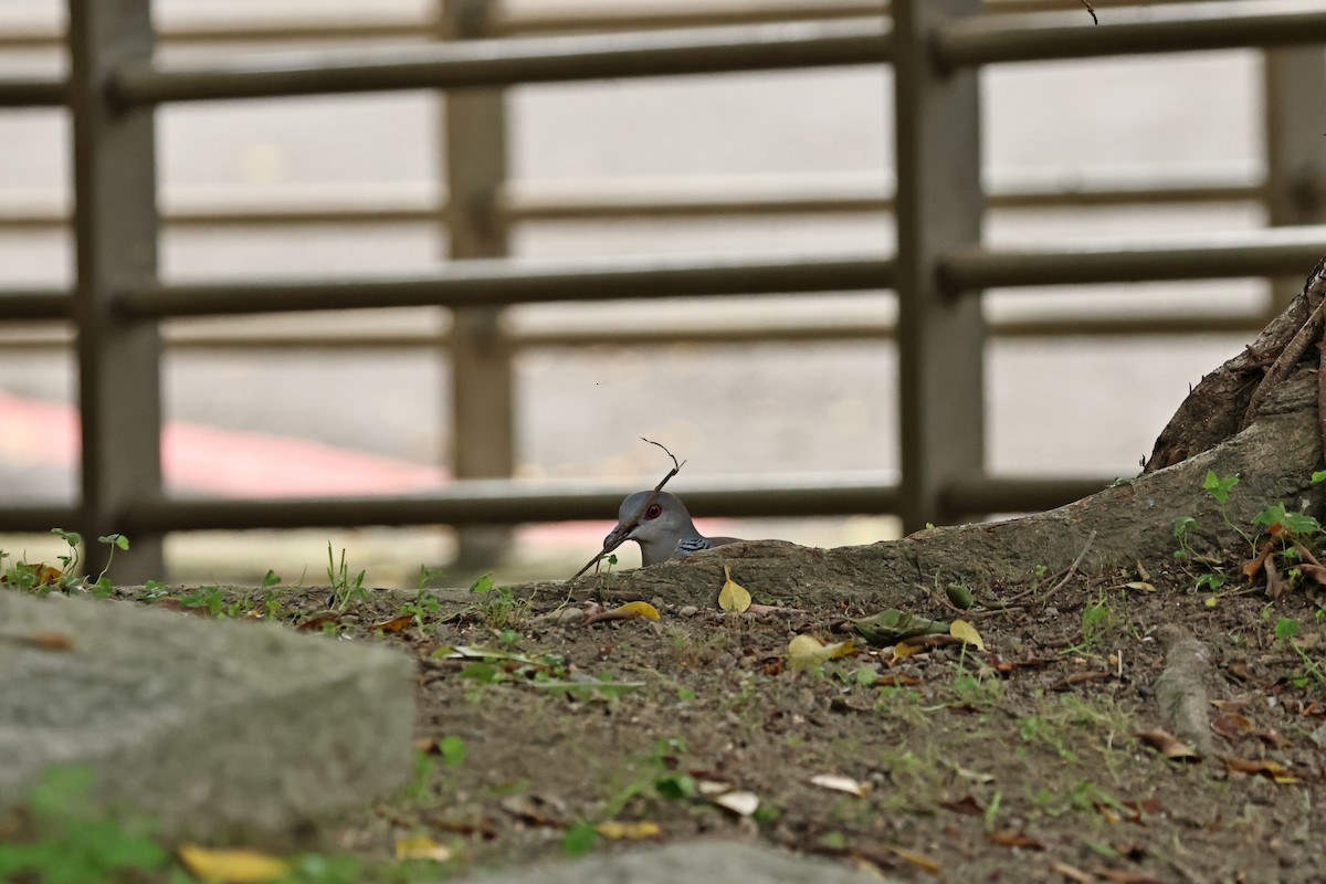 Oriental Turtle-Dove - ML638780211