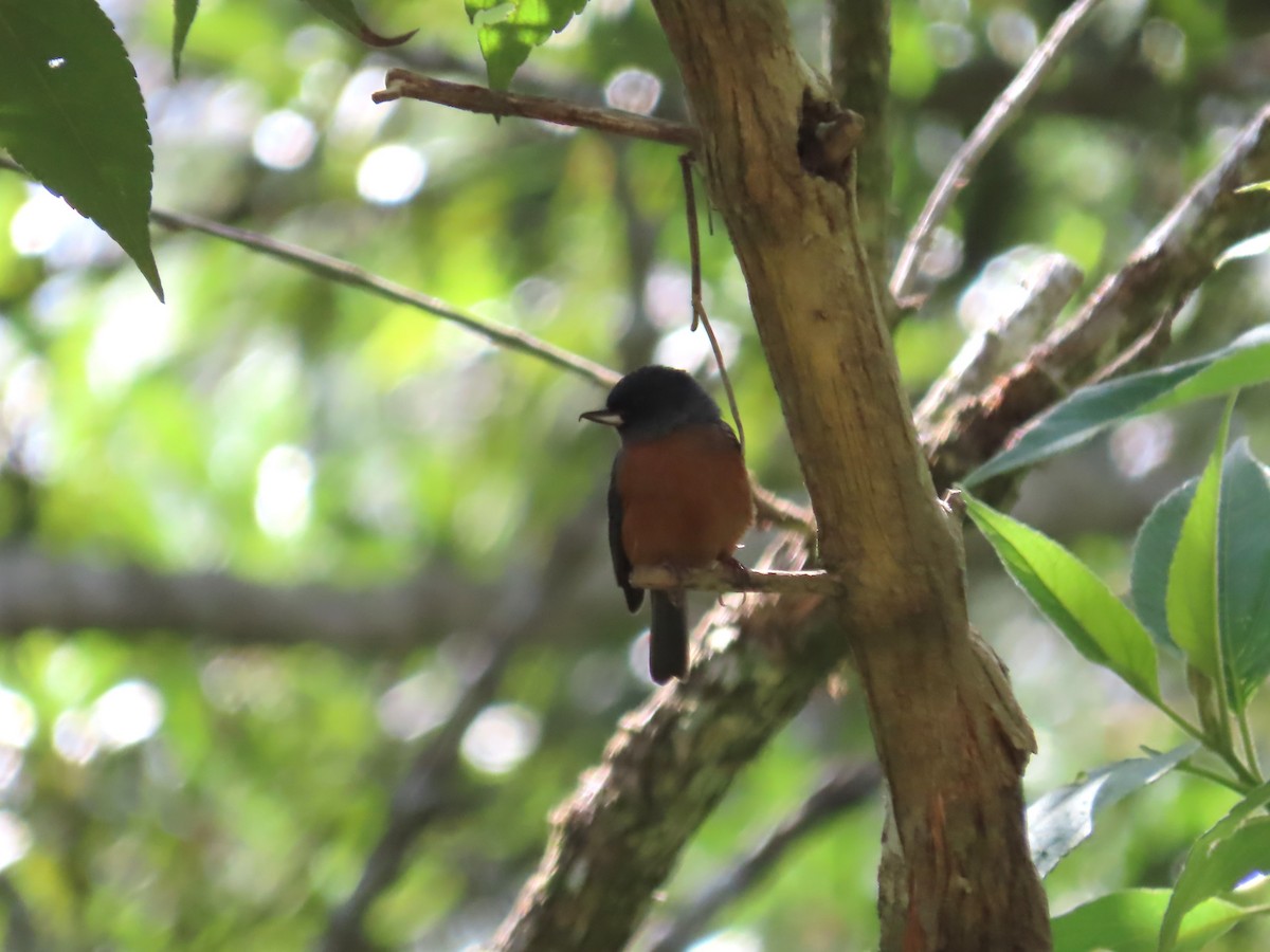Cinnamon-bellied Flowerpiercer - ML638780239