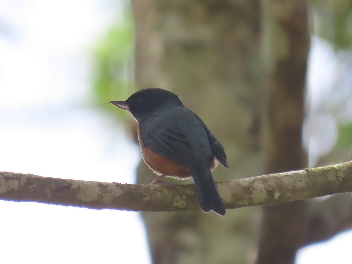 Cinnamon-bellied Flowerpiercer - ML638780243