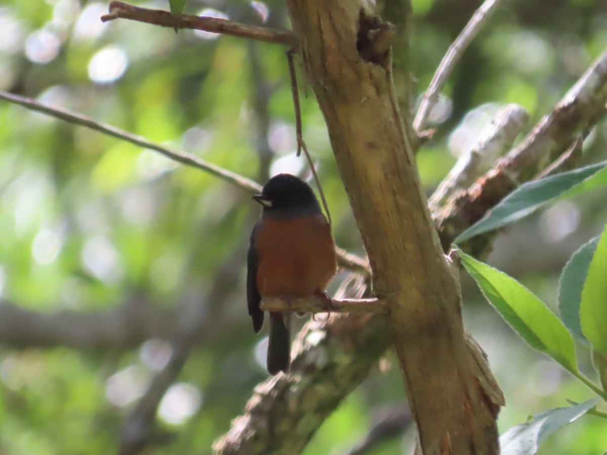 Cinnamon-bellied Flowerpiercer - ML638780250