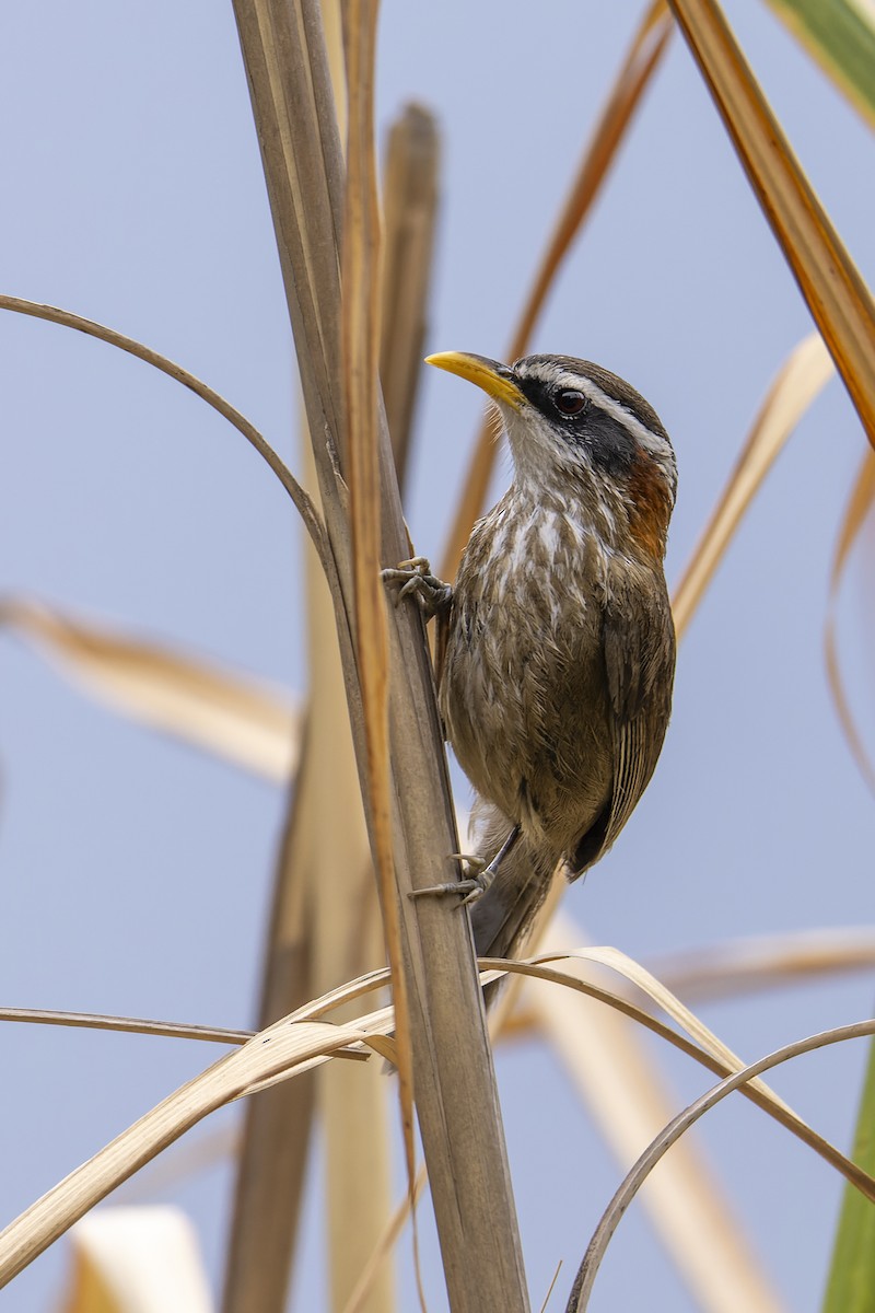 Streak-breasted Scimitar-Babbler - ML638780279