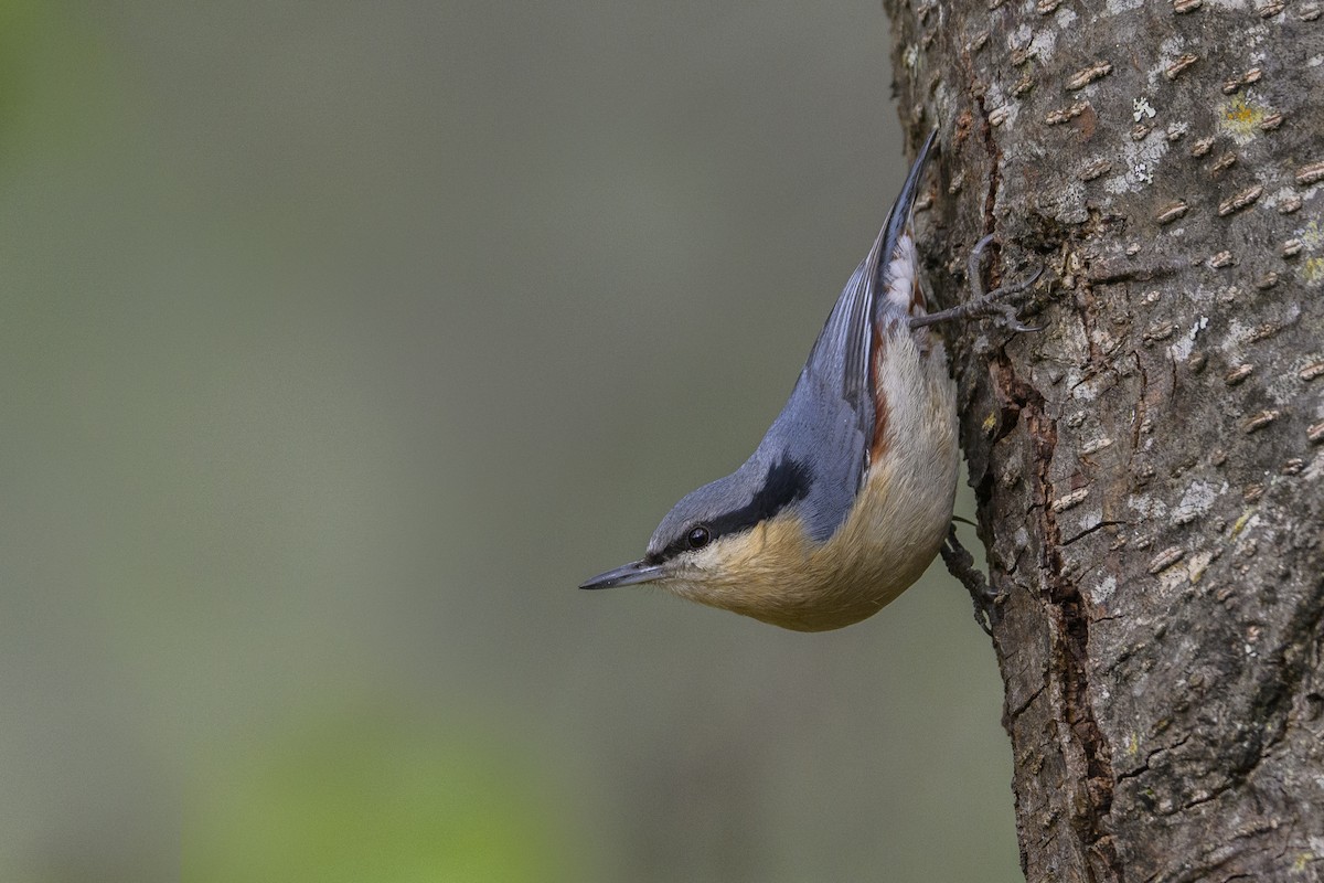 Chestnut-vented Nuthatch - ML638780284