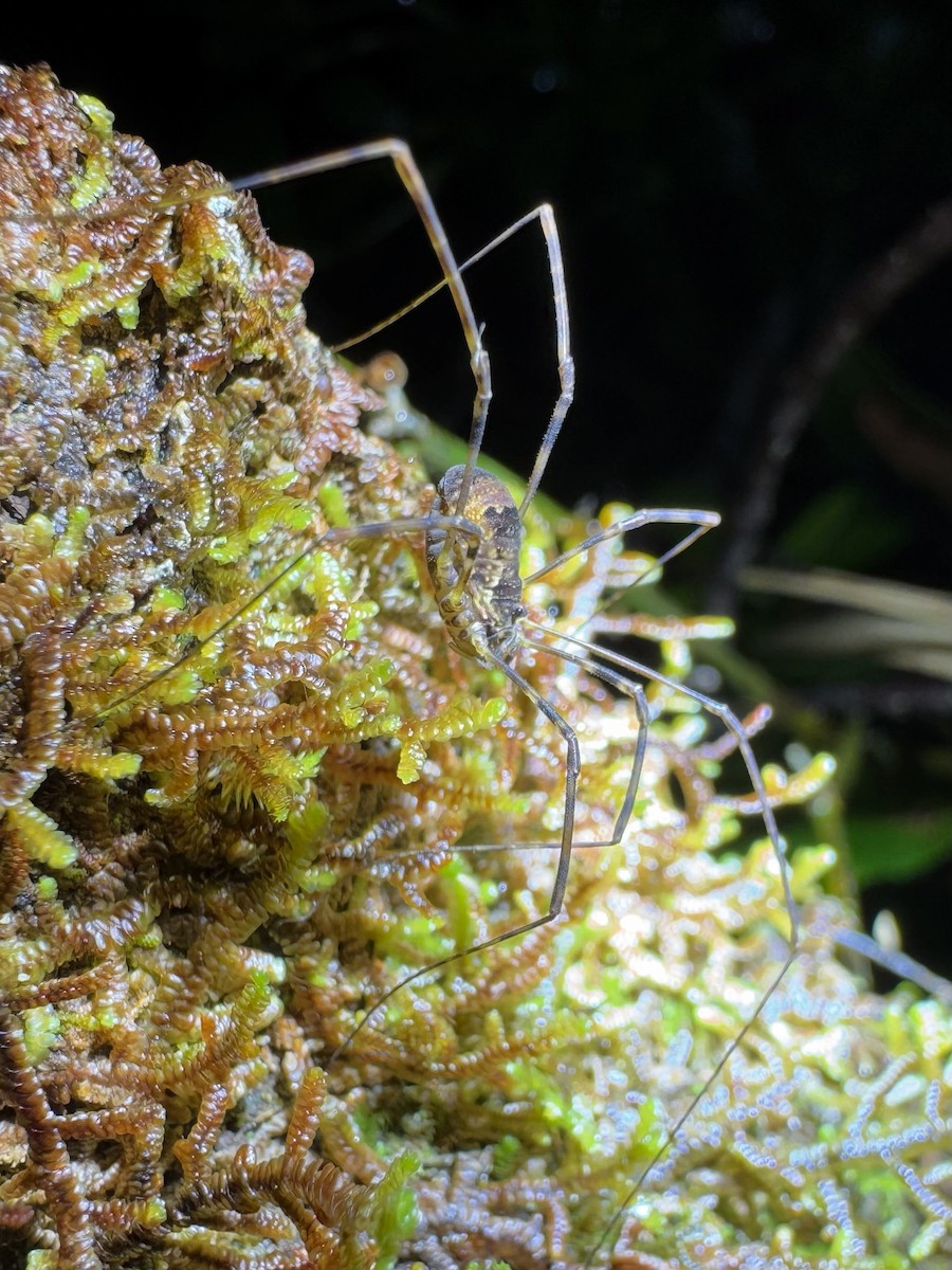 Arachnids - ML638780291