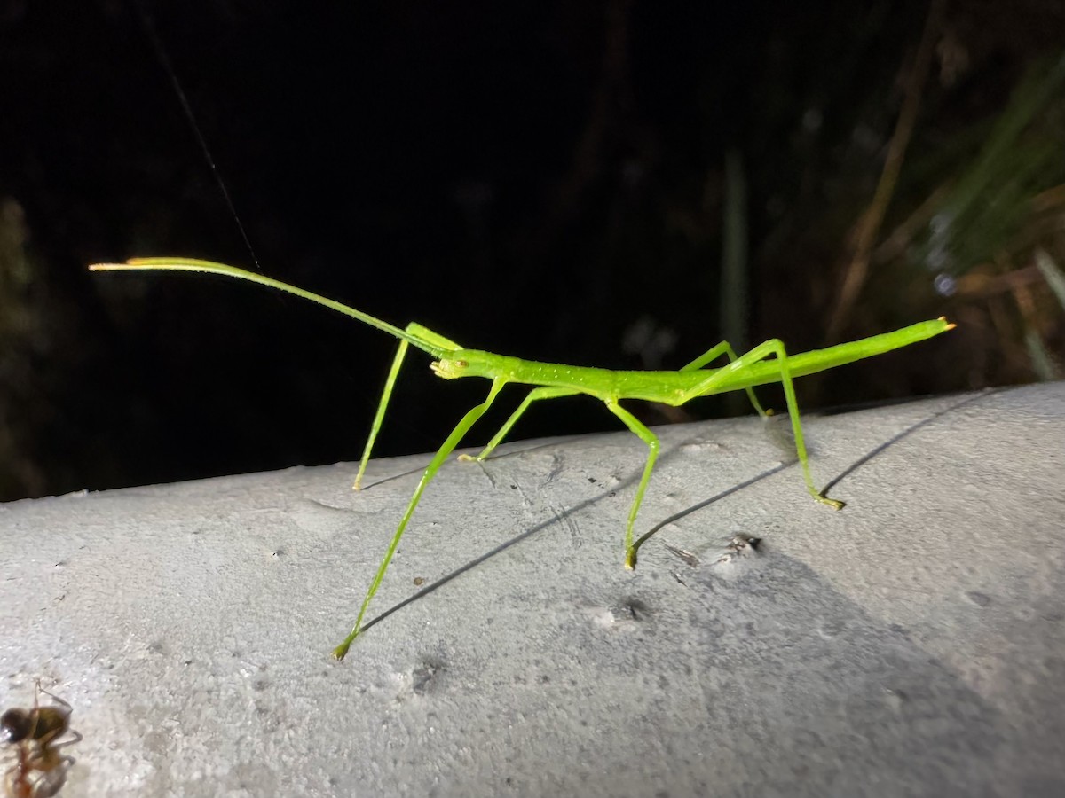 Insects - ML638780300