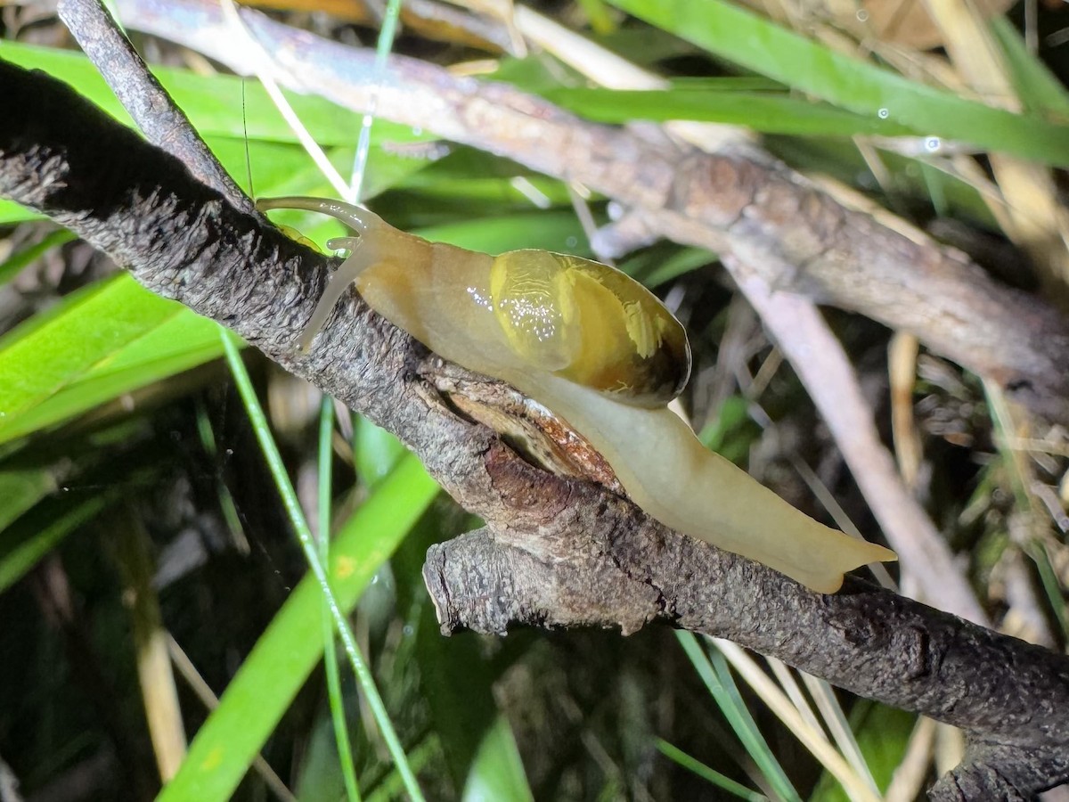 Golden Semi-slug - ML638780305