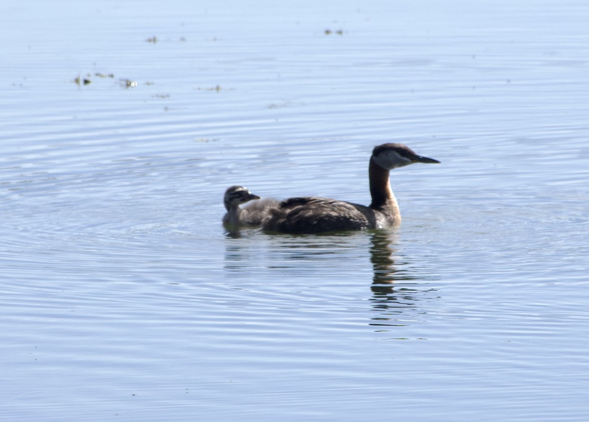 Red-necked Grebe - ML638780325
