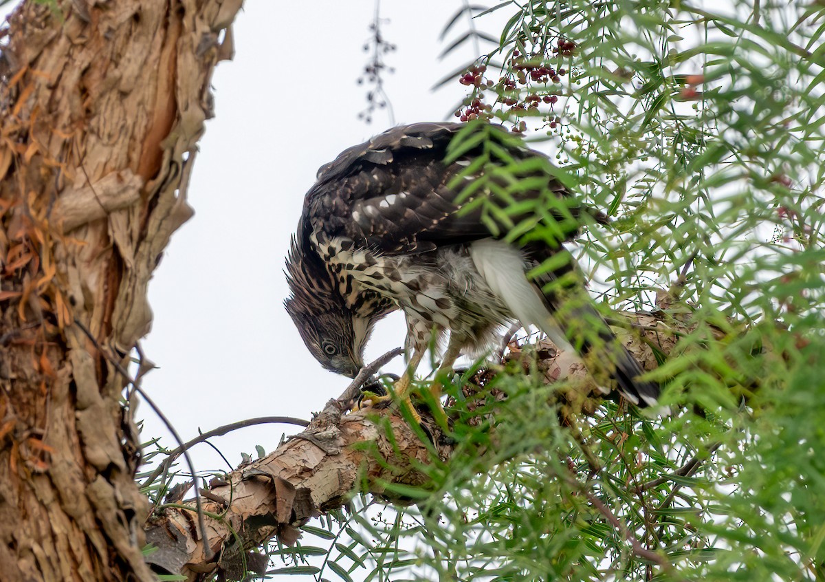 Cooper's Hawk - ML638780344