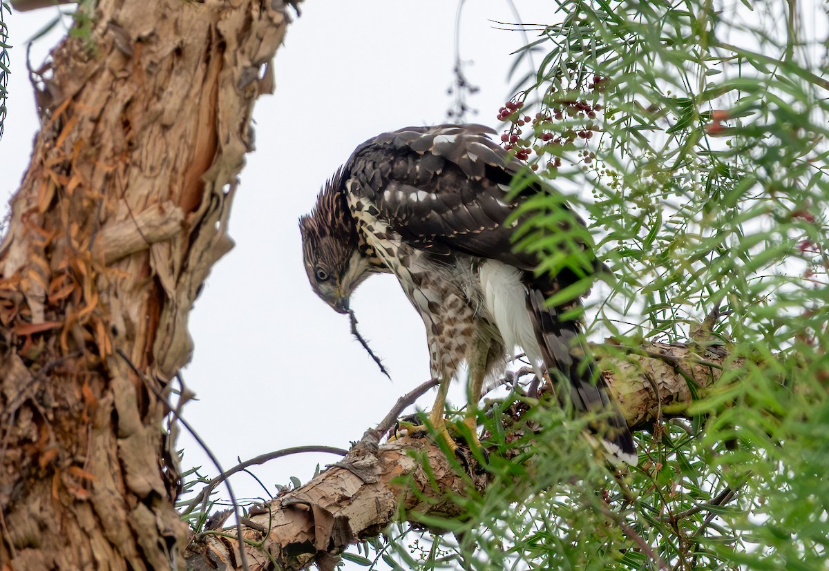 Cooper's Hawk - ML638780345