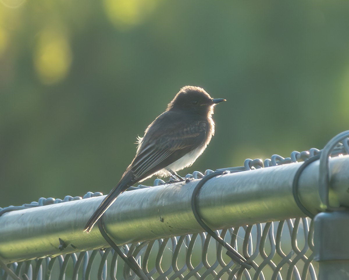 Black Phoebe - ML638780357