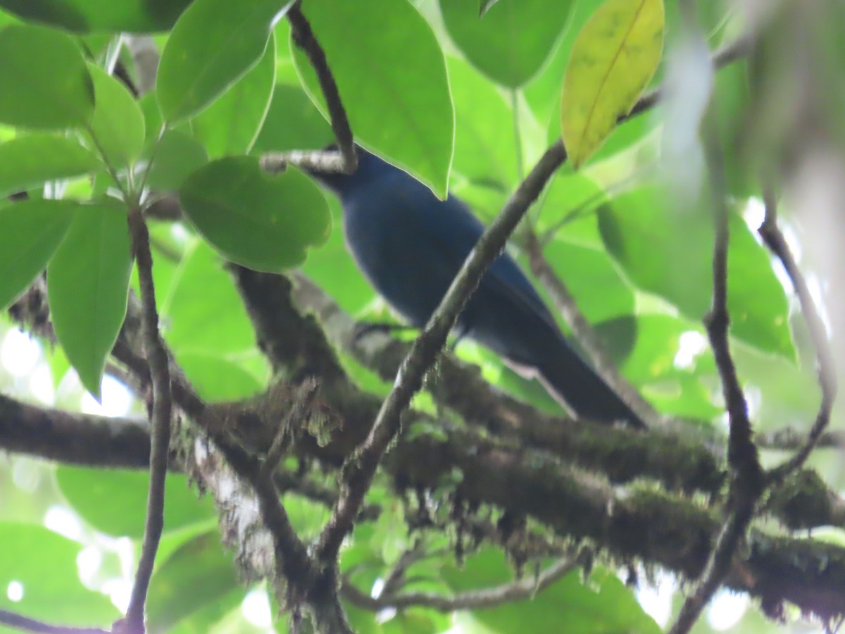 Black-throated Jay - ML638780358