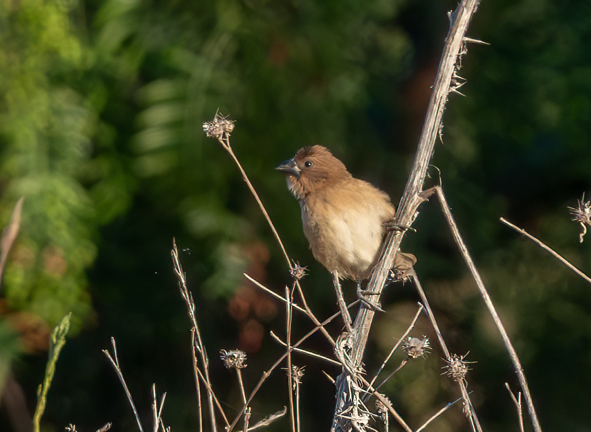 Scaly-breasted Munia - ML638780363