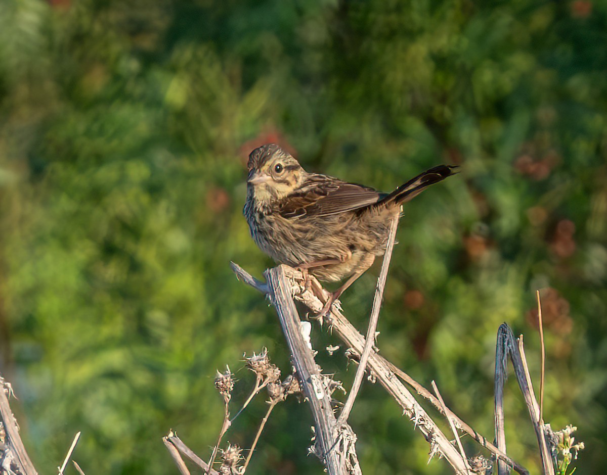 Song Sparrow - ML638780365
