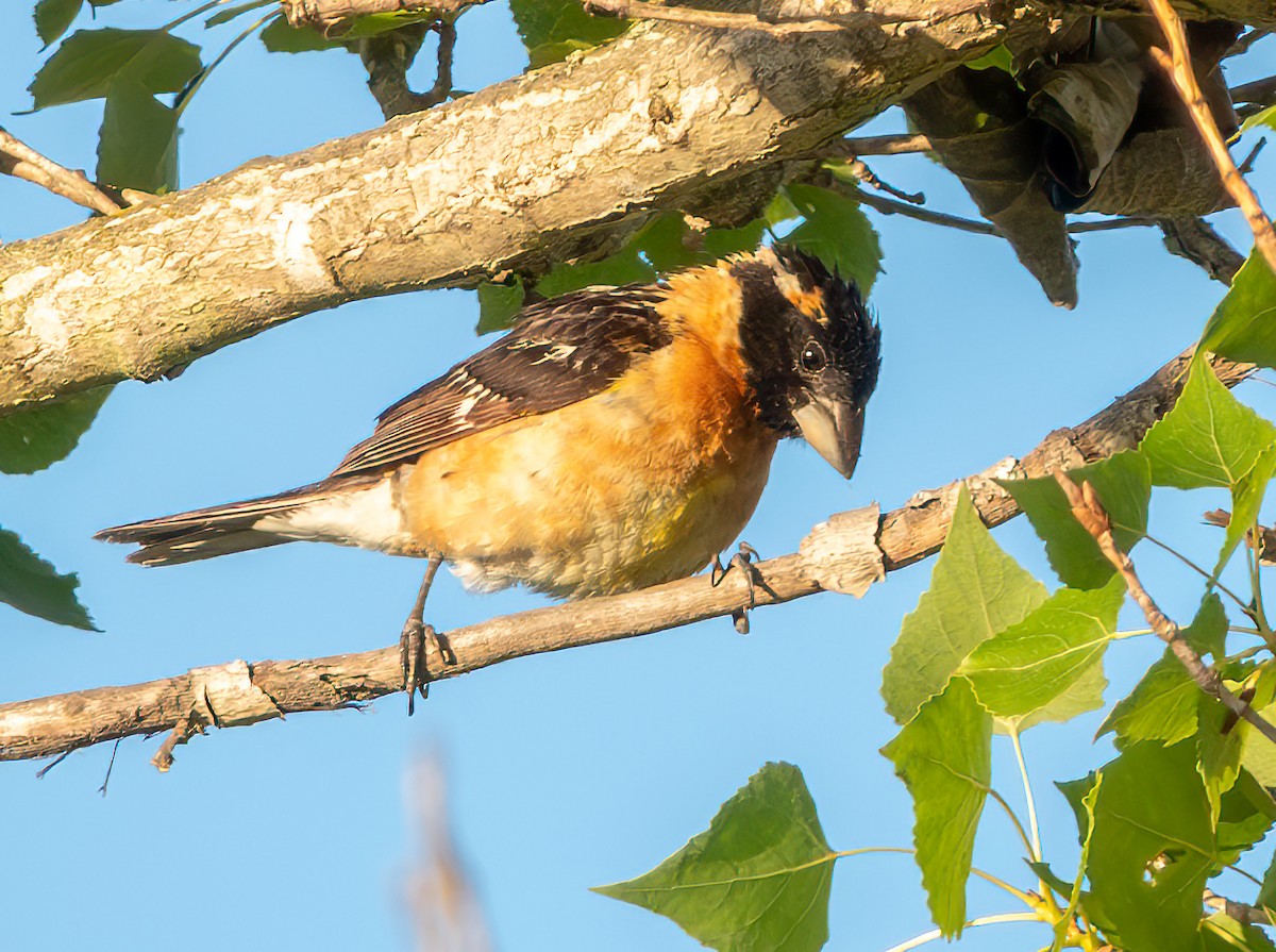 Black-headed Grosbeak - ML638780371