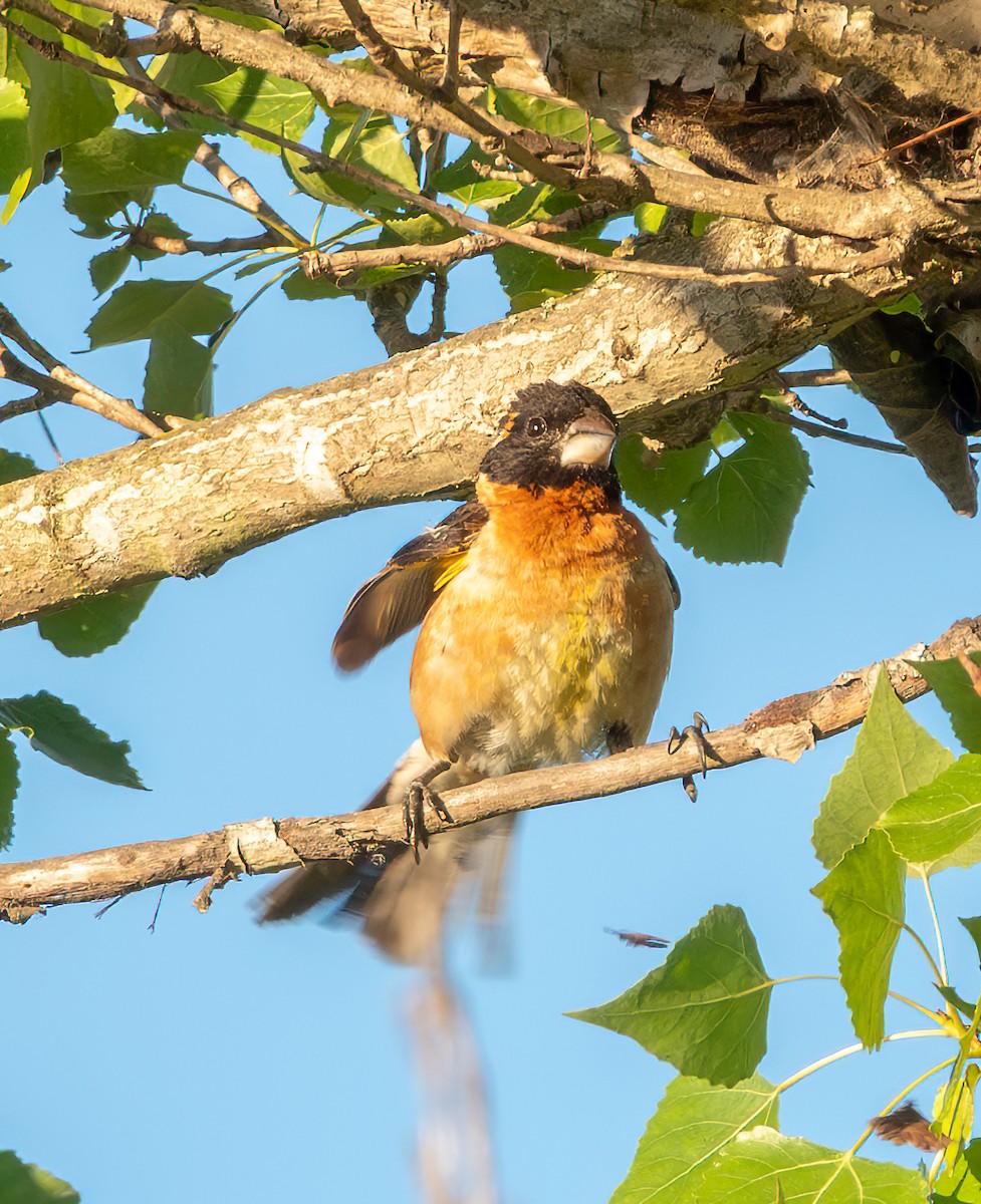 Black-headed Grosbeak - ML638780372