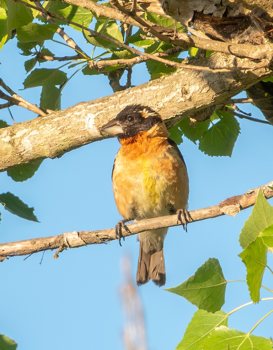 Black-headed Grosbeak - ML638780373