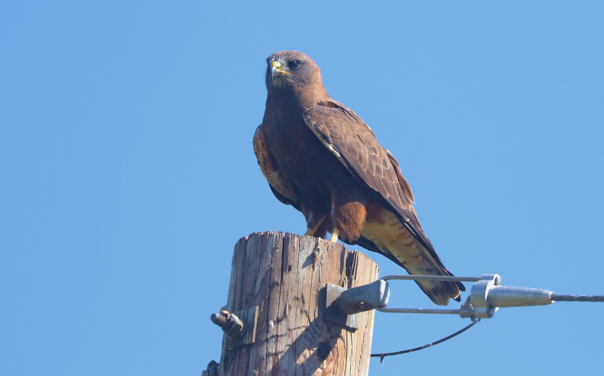 Swainson's Hawk - ML638780384