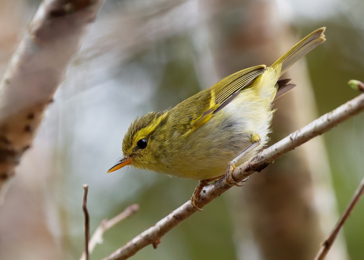 Kloss's Leaf Warbler - ML638780432