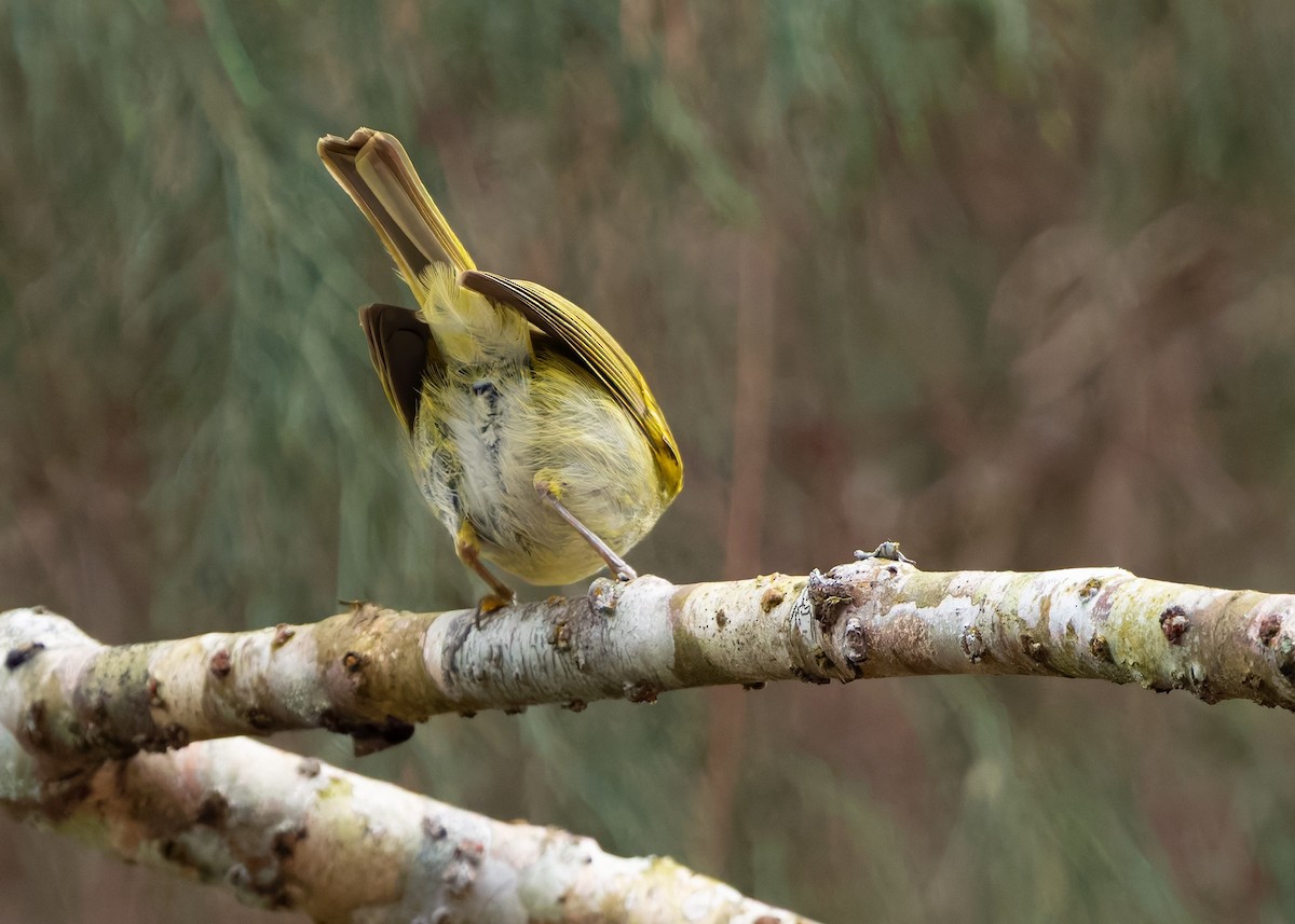 Kloss's Leaf Warbler - ML638780433