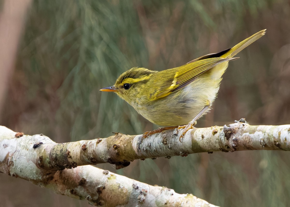 Kloss's Leaf Warbler - ML638780434