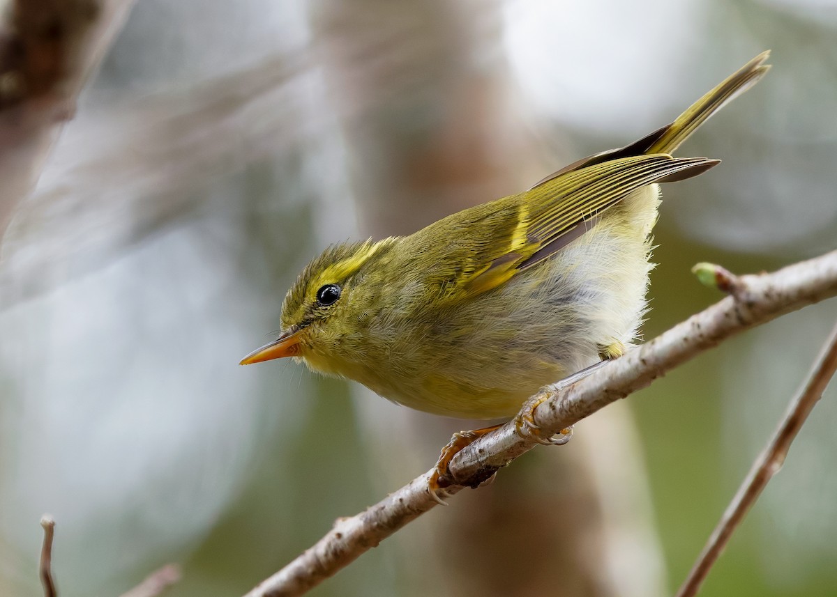 Kloss's Leaf Warbler - ML638780435
