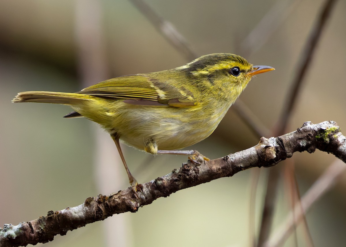 Kloss's Leaf Warbler - ML638780436