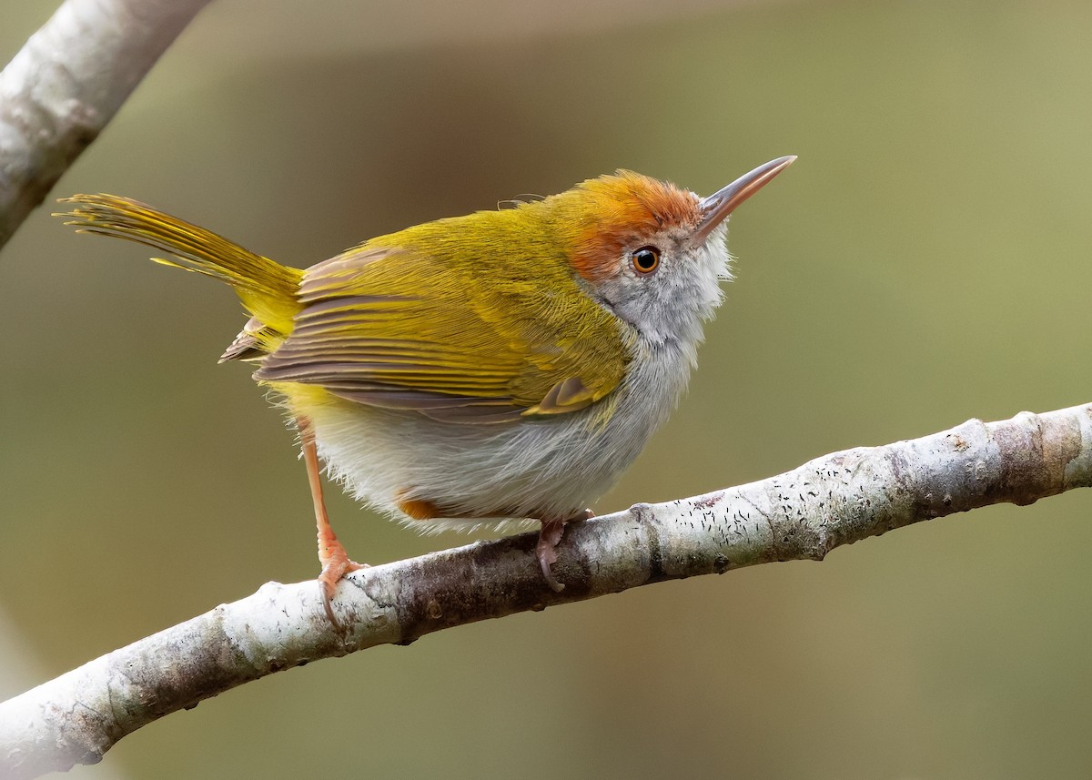 Dark-necked Tailorbird - ML638780448