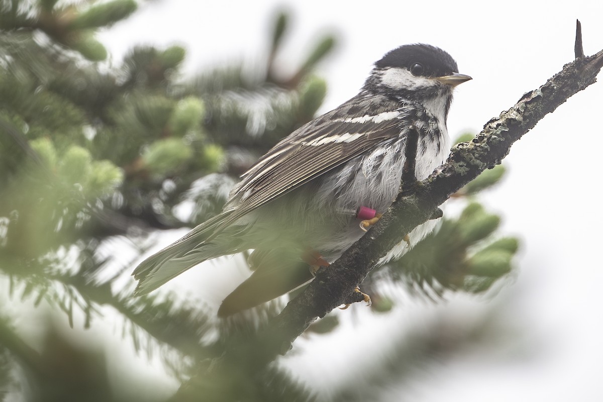 Blackpoll Warbler - ML638780449