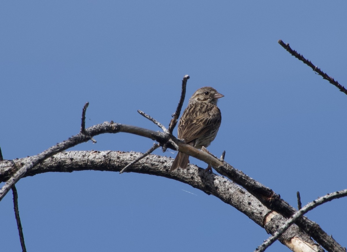 Vesper Sparrow - ML638780454