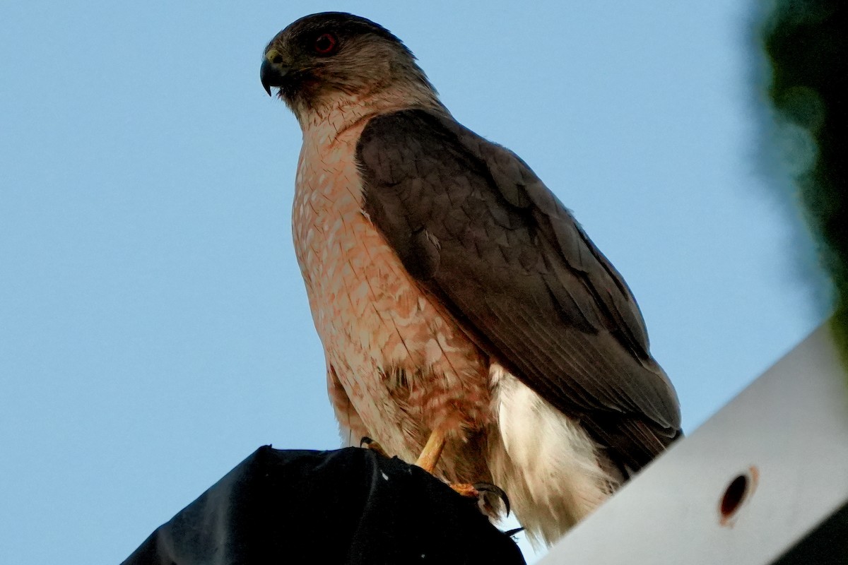 Cooper's Hawk - ML638780459