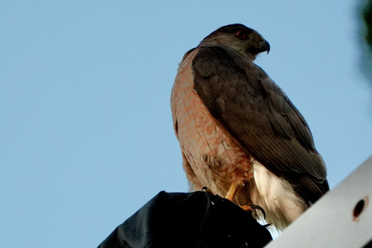 Cooper's Hawk - ML638780460