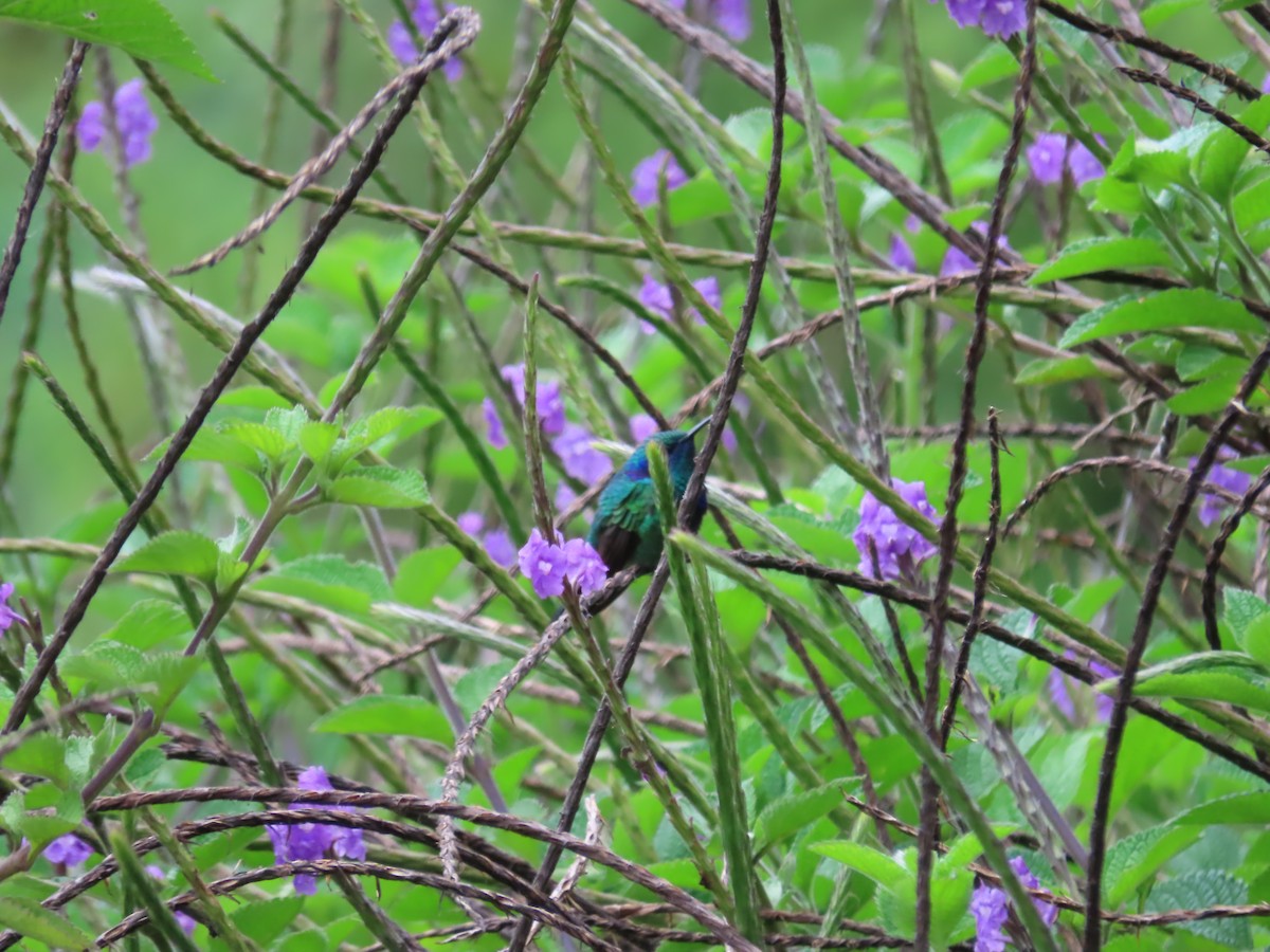 Mexican Violetear - ML638780510