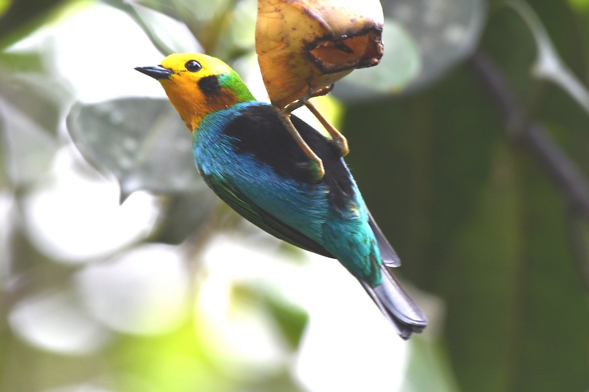 Multicolored Tanager - ML638780511
